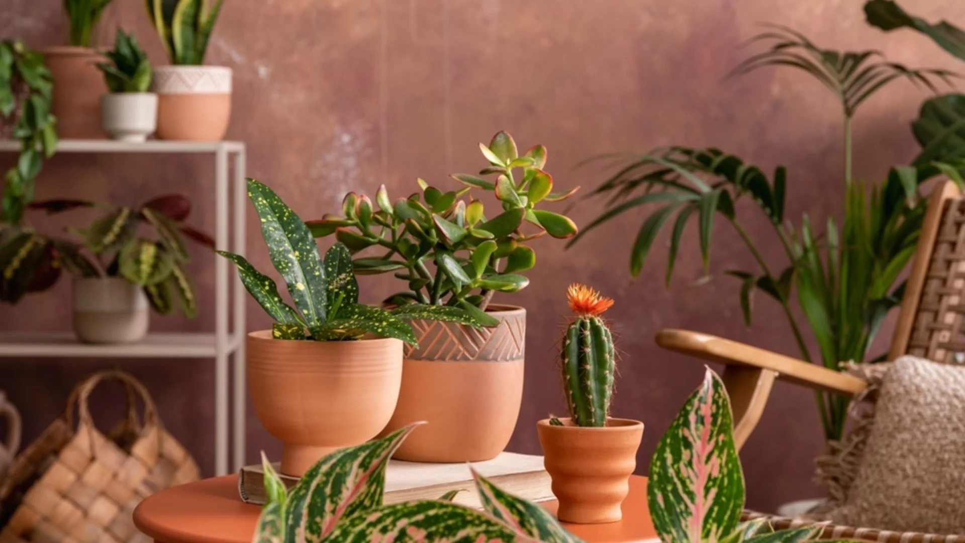 Стайни растения, които НЕ трябва да отглеждате