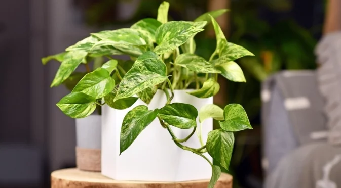 Бариера срещу негативна енергия: Поставете това растение в коридора си