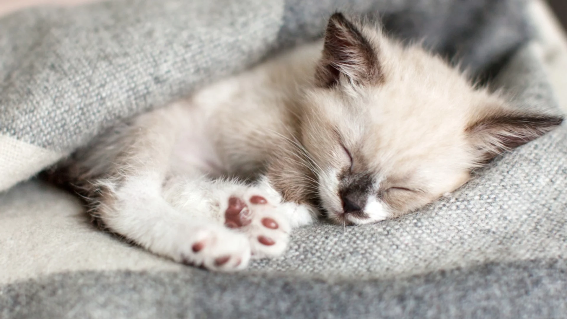 Хороскоп за днес, 17 януари: Събота е като топло одеяло за Рибите, но за Девите ще е като студен душ