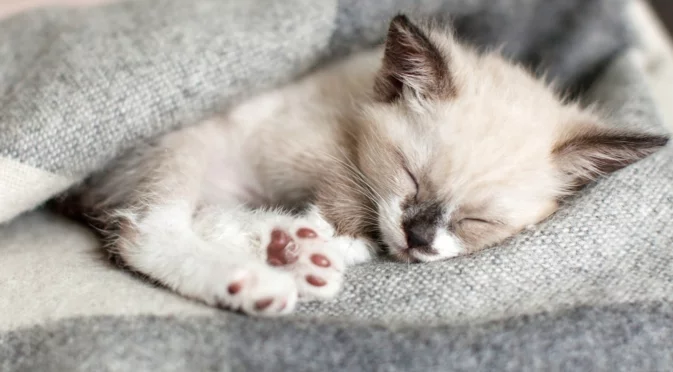 Хороскоп за днес, 17 януари: Събота е като топло одеяло за Рибите, но за Девите ще е като студен душ