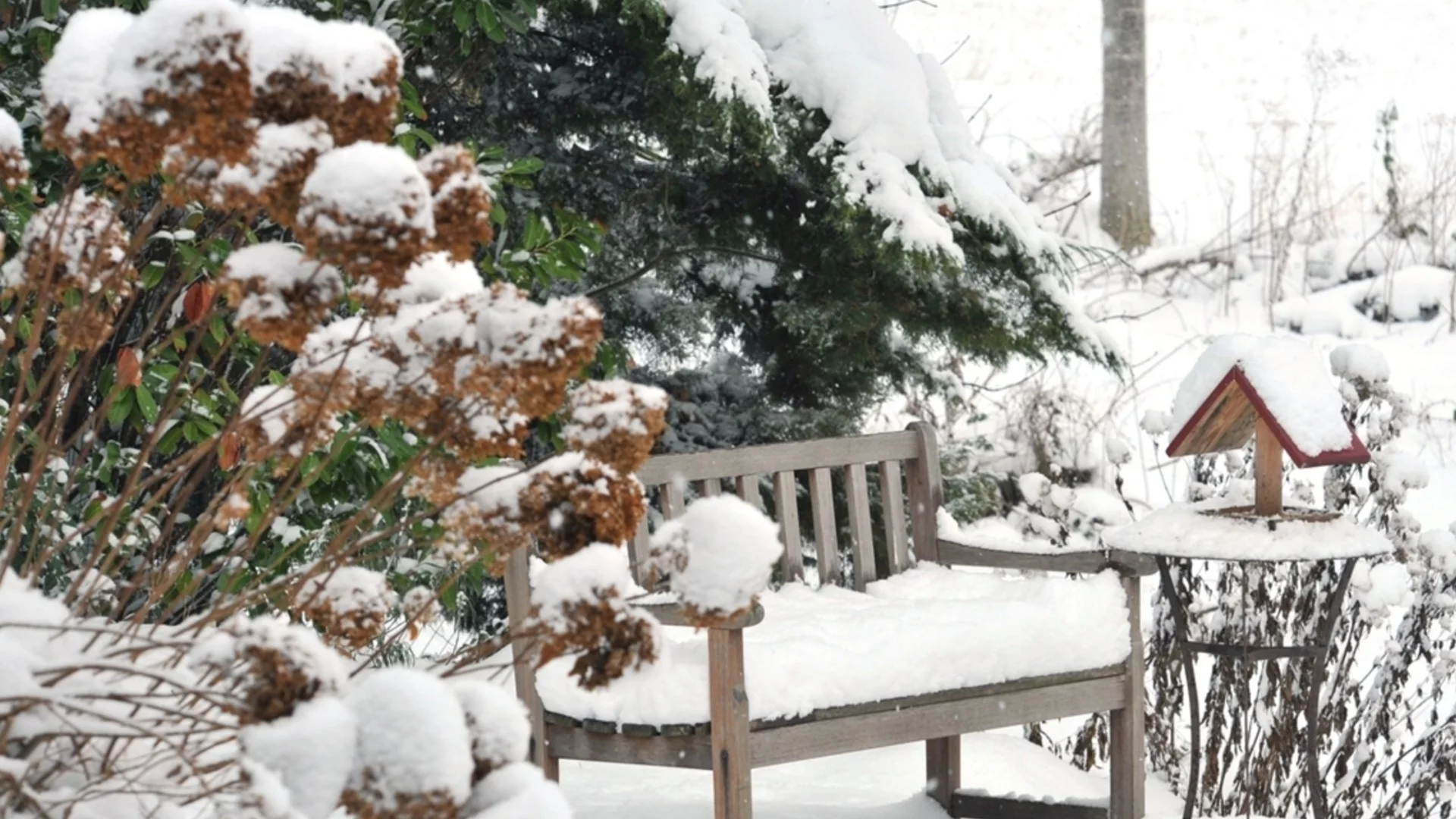 Как да съживите хортензиите след замръзване, за да осигурите буйни пролетни и летни цъфтежи
