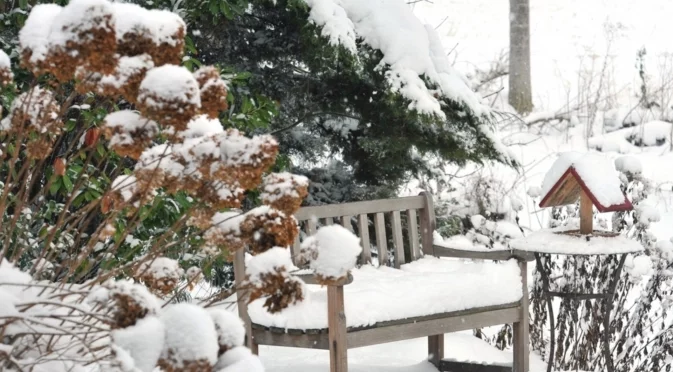 Как да съживите хортензиите след замръзване, за да осигурите буйни пролетни и летни цъфтежи