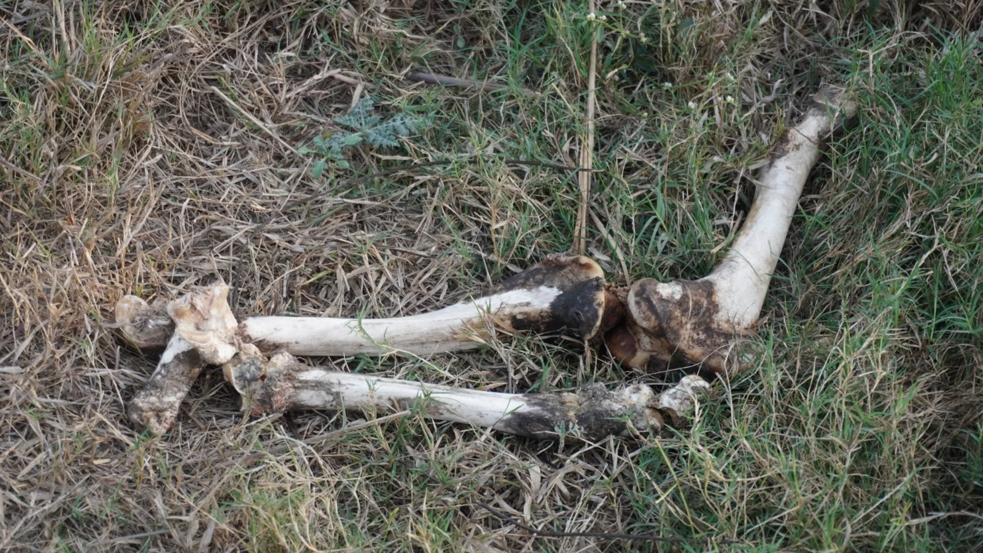 Идентифицираха костите на кмет, изчезнал преди 20 години