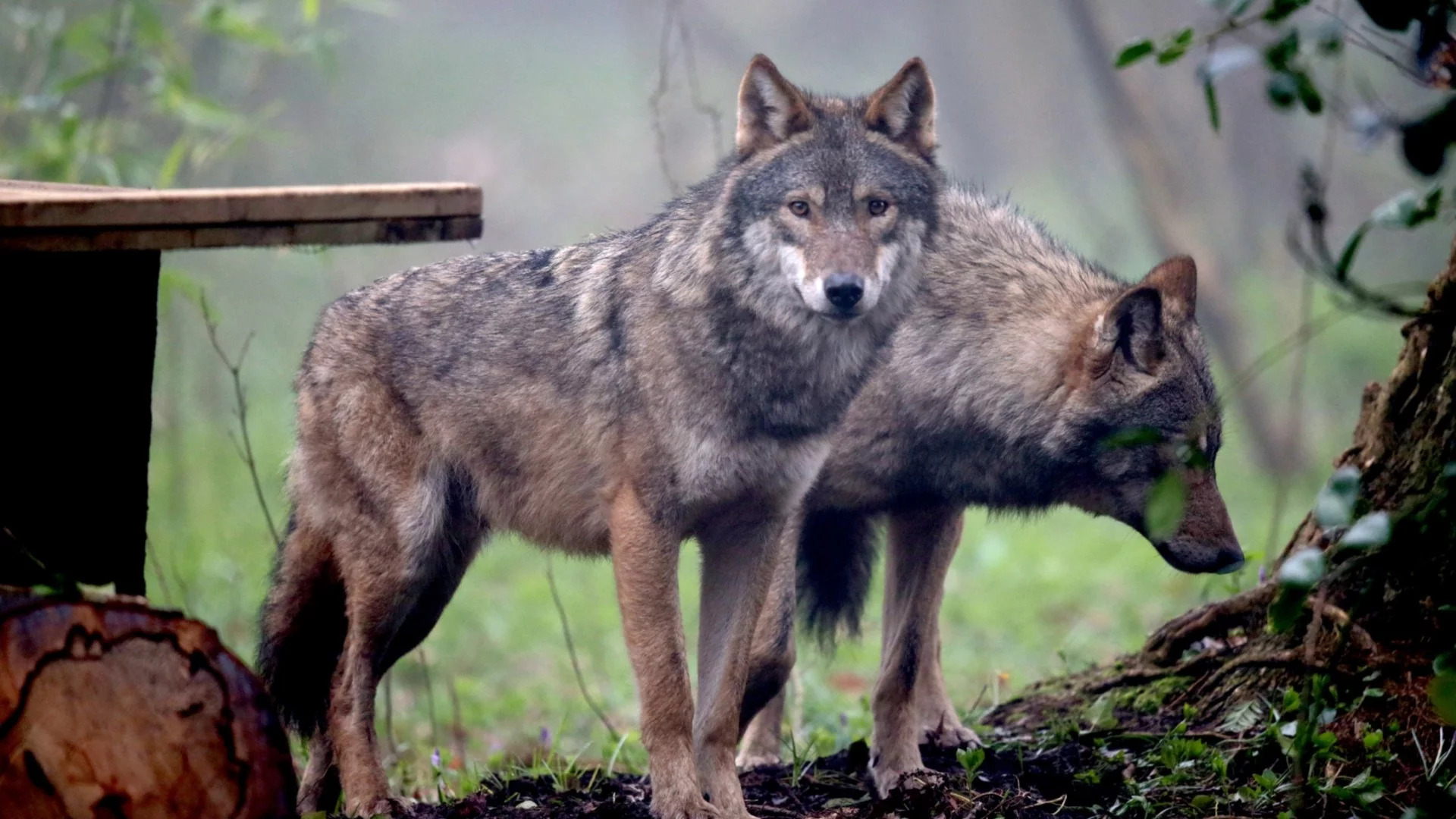 Глутница вълци изплаши жителите на морски курорт (ВИДЕО)