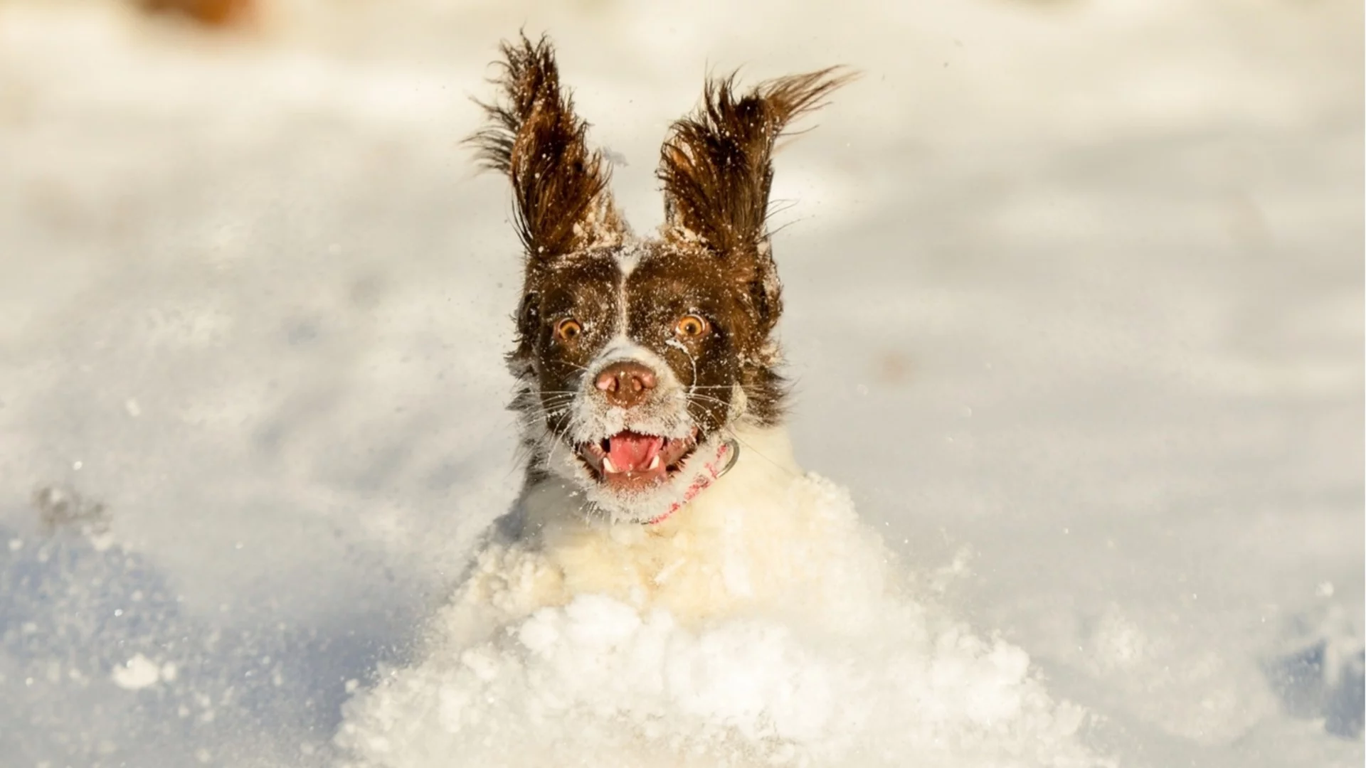 Спасиха куче от замръзналата река Дунав (ВИДЕО)