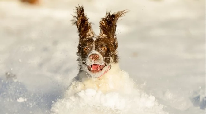 Спасиха куче от замръзналата река Дунав (ВИДЕО)