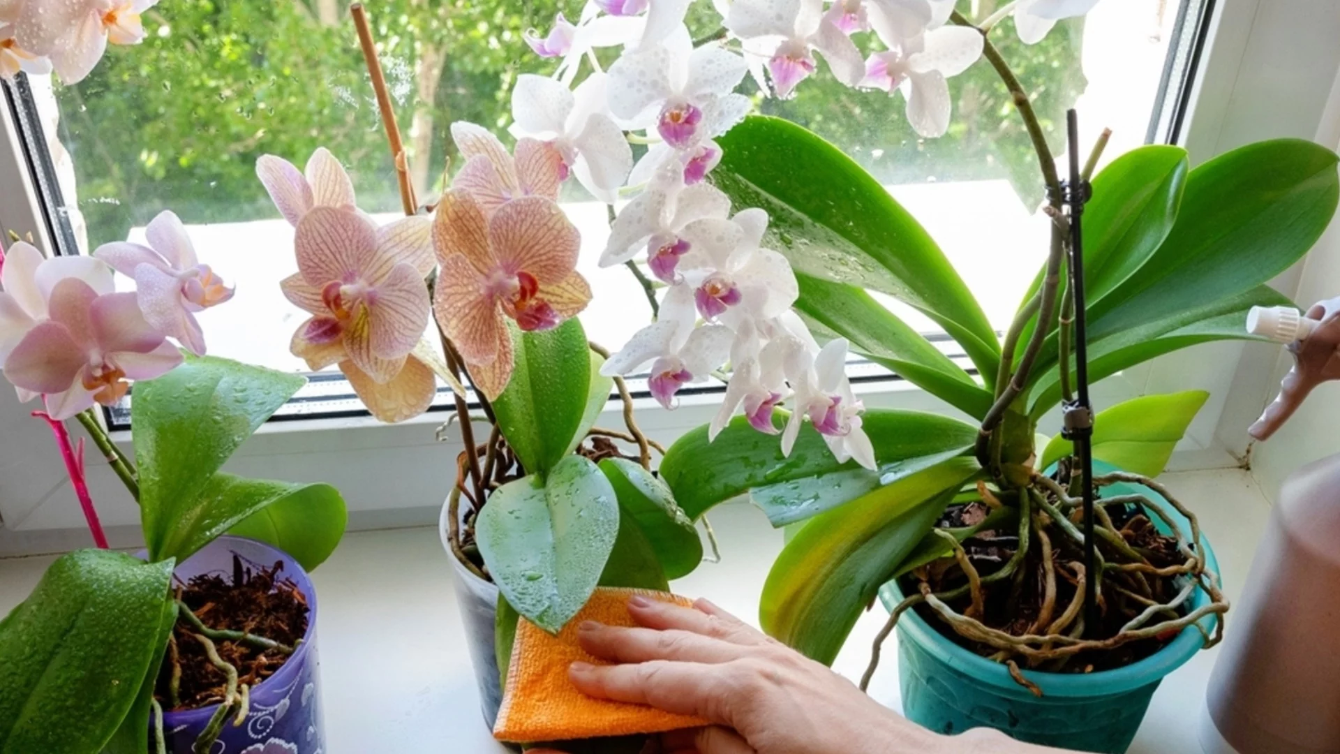 Ако орхидеята е в спящ режим и не цъфти, направете това