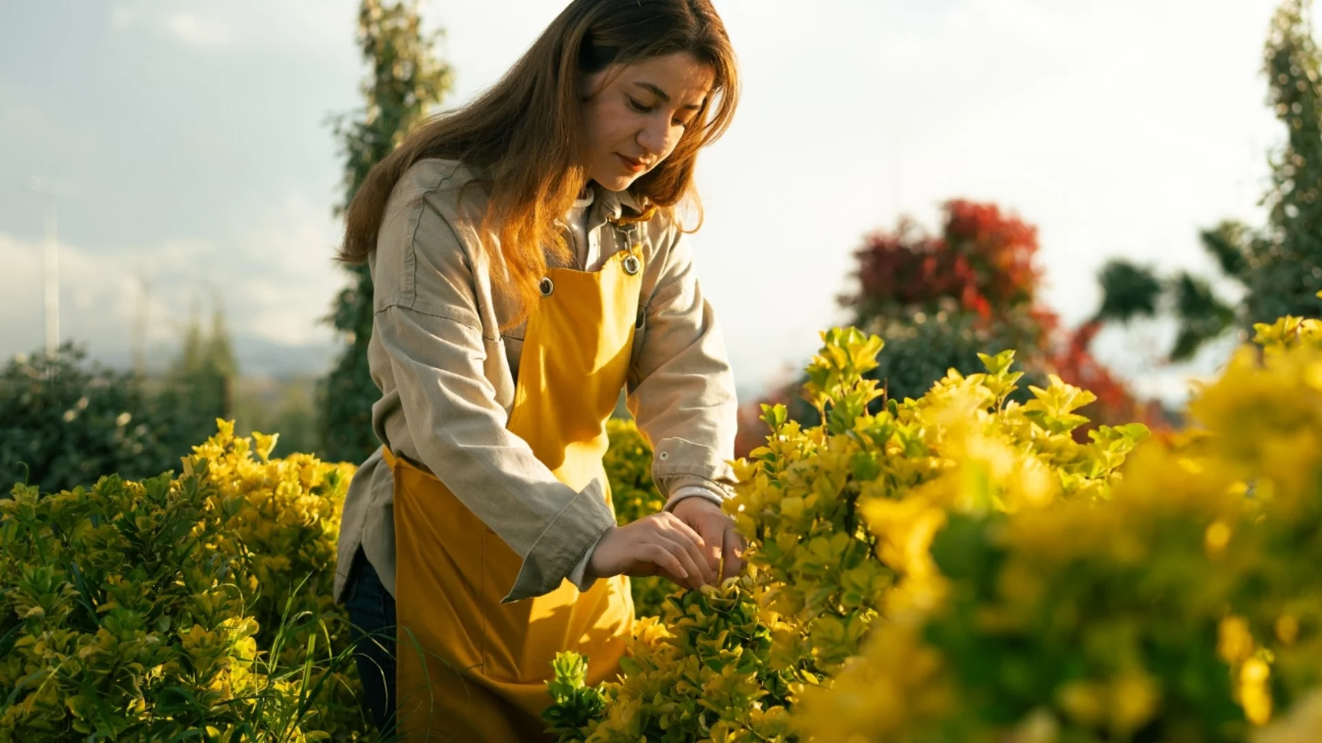 Размножаване на форзиция от резници: Сега е най-подходящото време за вкореняване