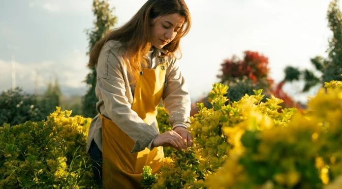 Размножаване на форзиция от резници: Сега е най-подходящото време за вкореняване