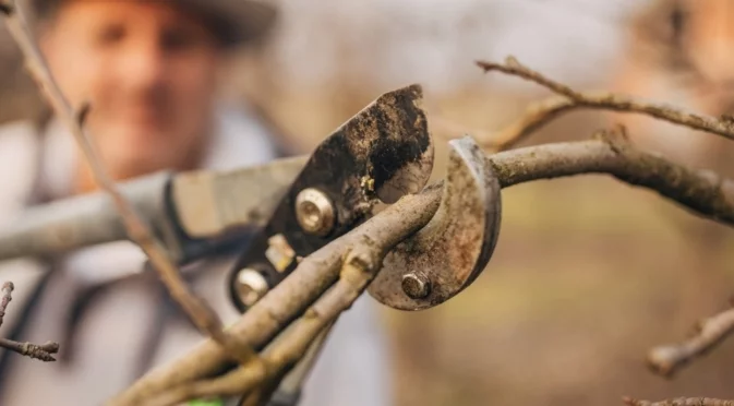 Растения, които да подрежете в разгара на зимата