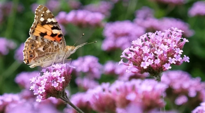 Започнете да отглеждате това растение през януари, за да привлече опрашители в градината си лятото