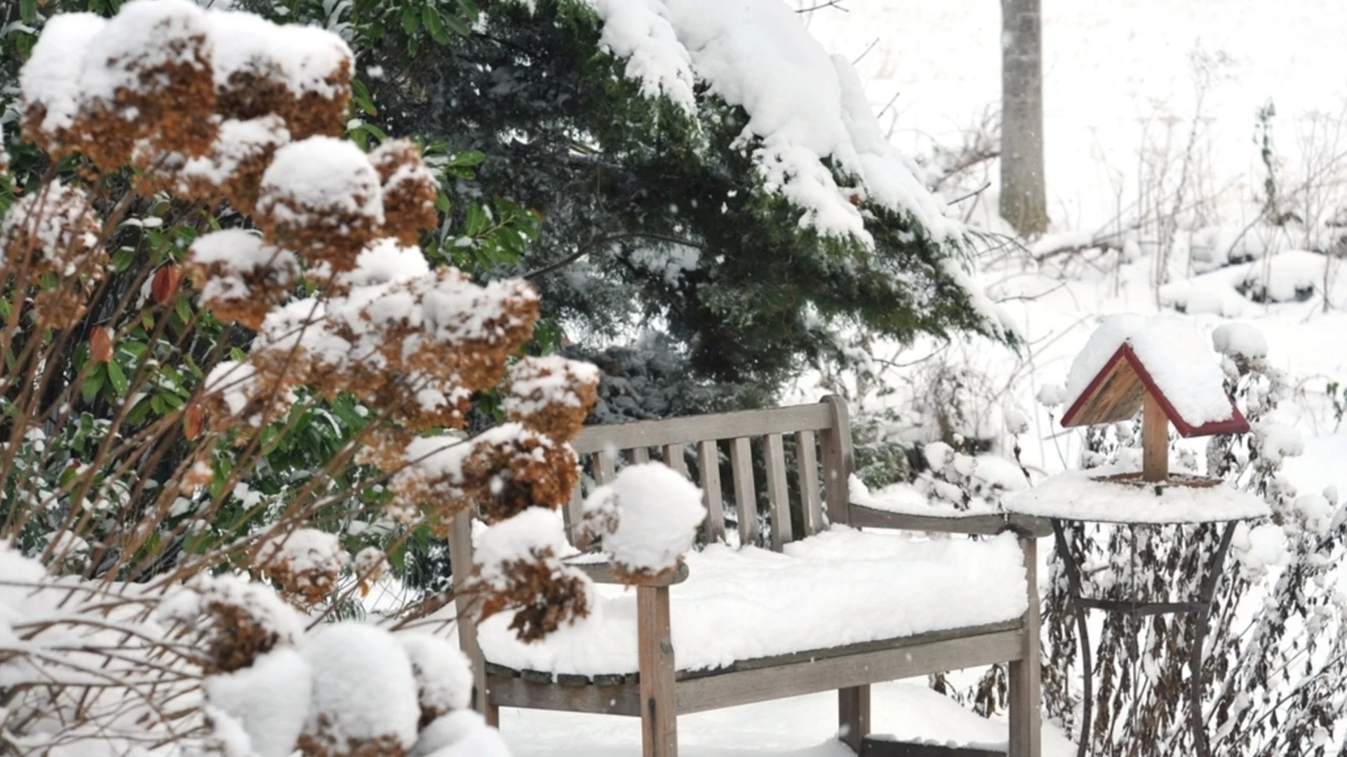 Как да ограничите щетите от сняг и слана във вашата градина? Ето кои растения се нуждаят от помощ!