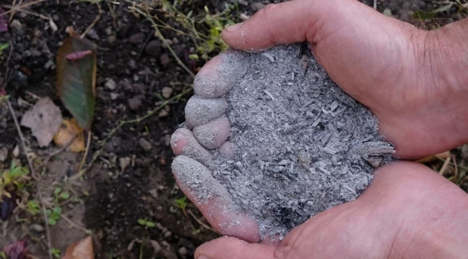Как да наторите с дървесна пепел листни зеленчуци  