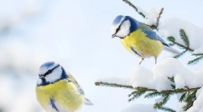 В този град ще е най-студено. Седмична прогноза за времето за 19-25 януари 2026 г. 