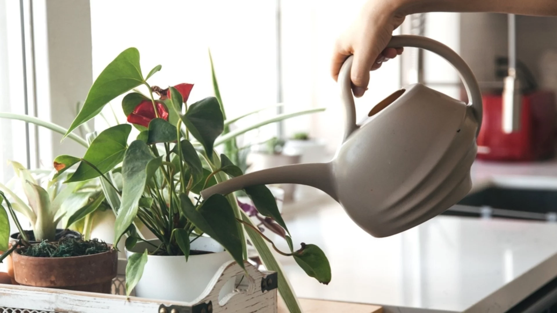 Можете ли да използвате чешмяна вода за стайните си растения? 