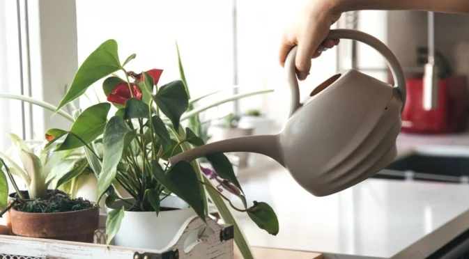 Можете ли да използвате чешмяна вода за стайните си растения? 