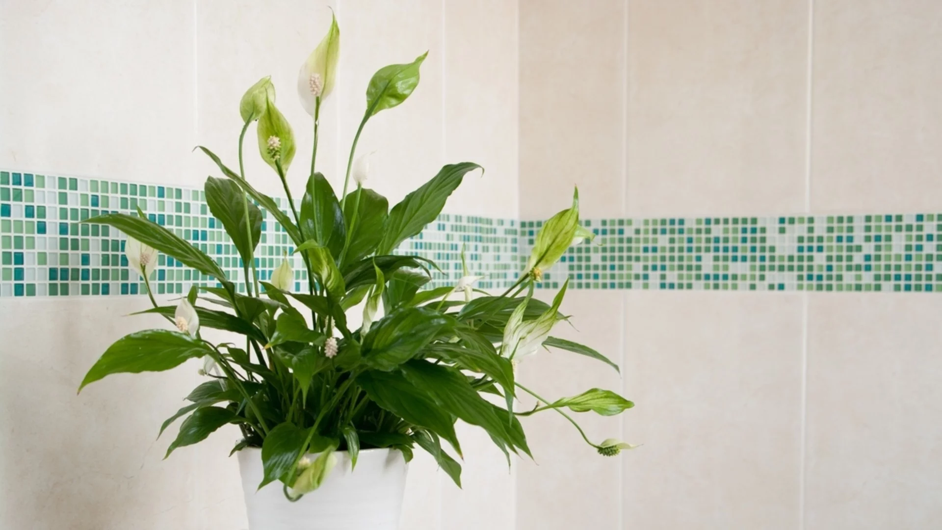 Колко често трябва да поливате лилията на мира