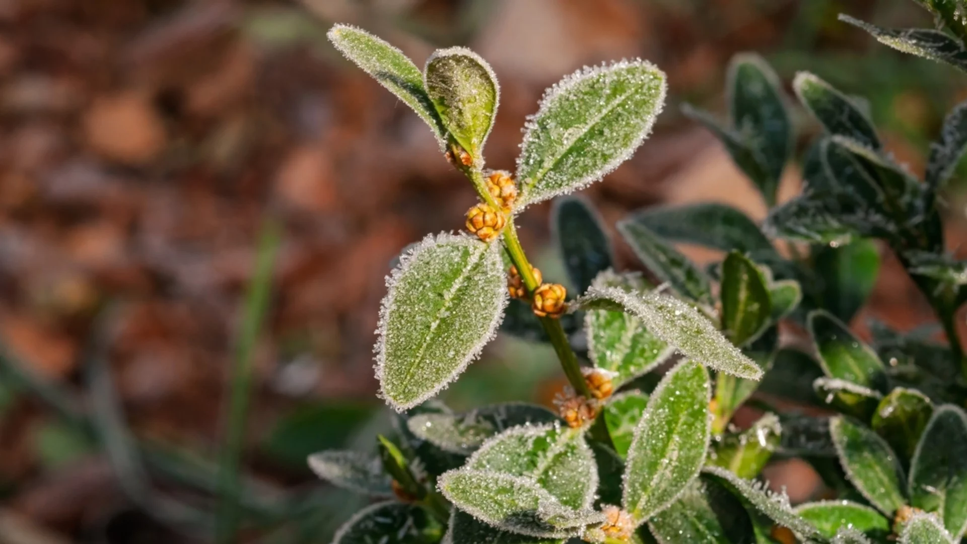 Как да предпазим вечнозелените растения от зимно изсъхване