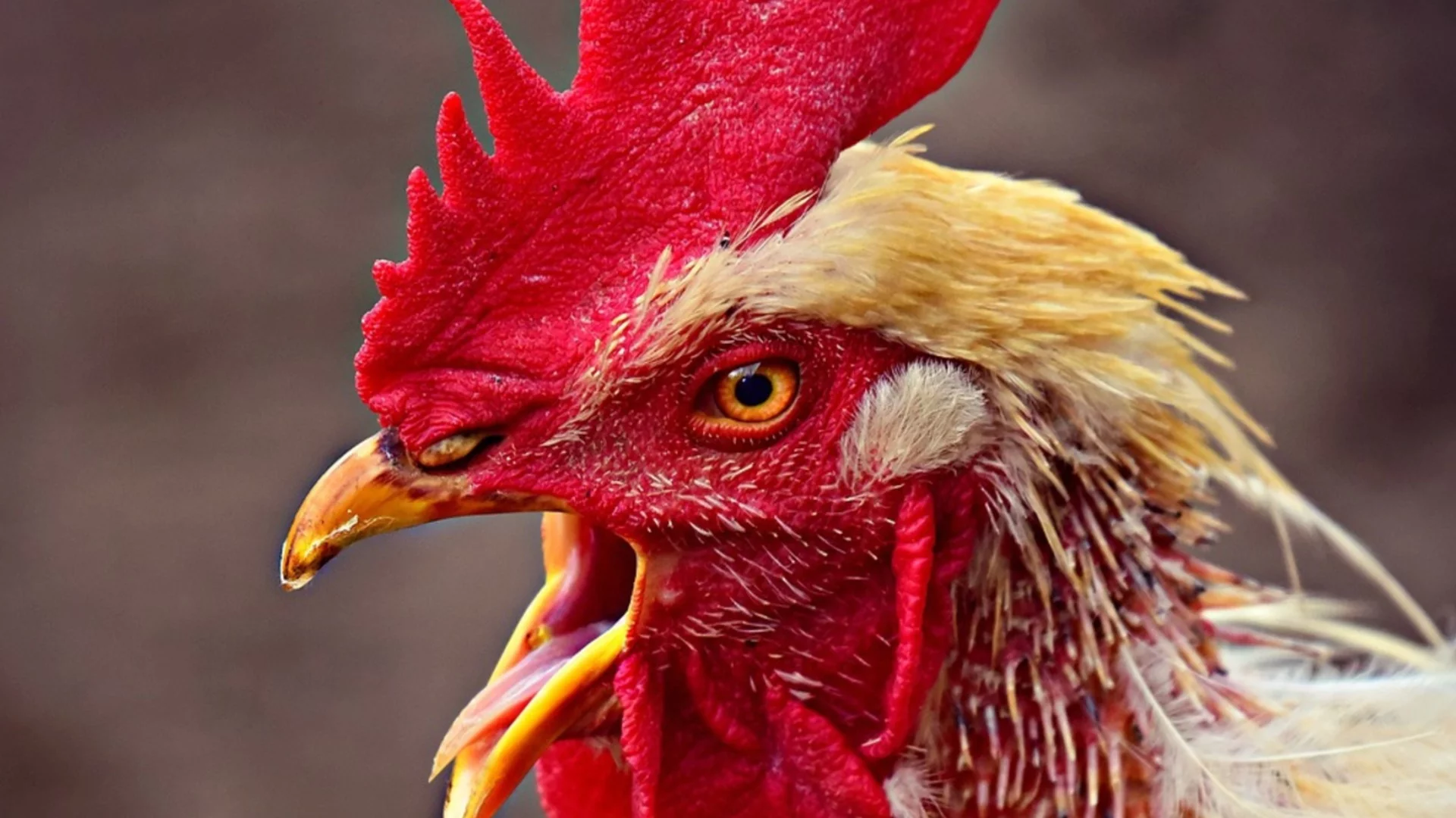 Петльовден 2026: Кога се пада, традиции, обичаи и забрани