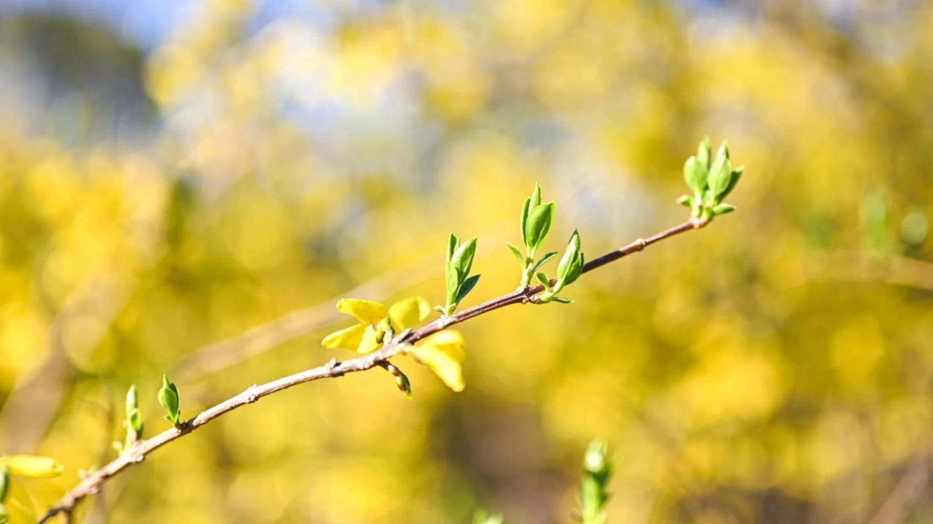 Зимата е най-доброто време да подрежете този любим храст