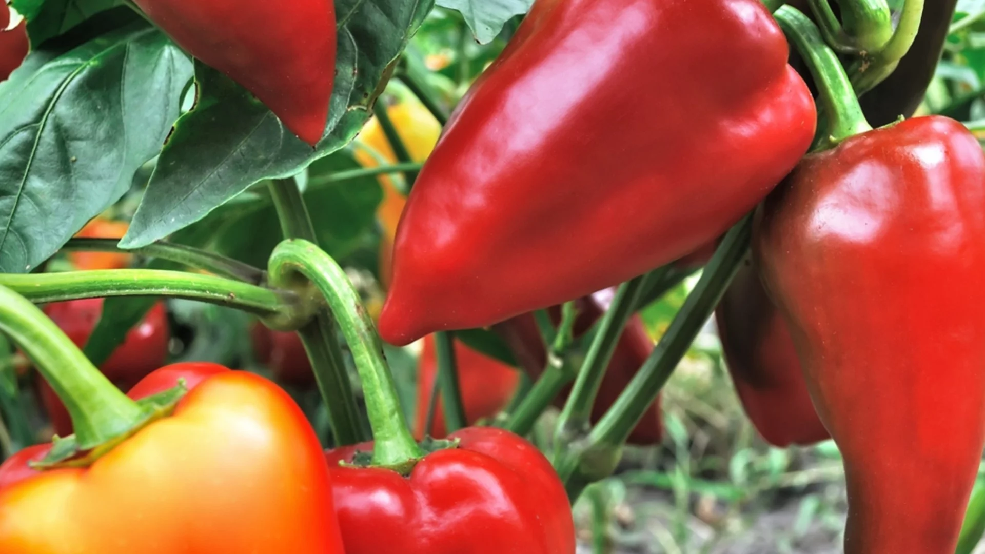 5 сорта пипер, които дават месести и сочни плодове