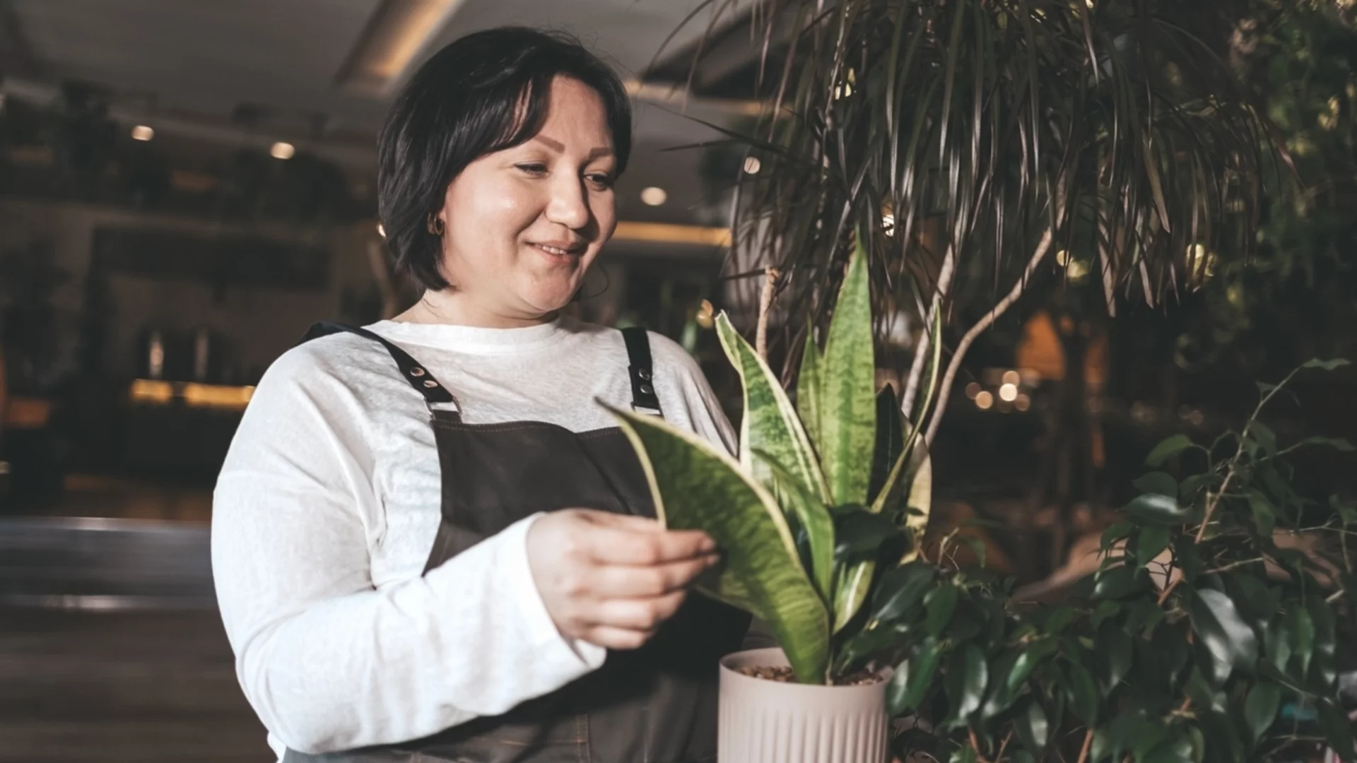 Най-голямата грешка, която правите със змийското си растение 