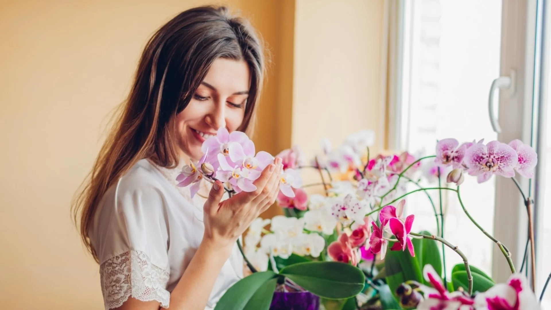 Как да предпазим корените на орхидеята от измръзване през зимата