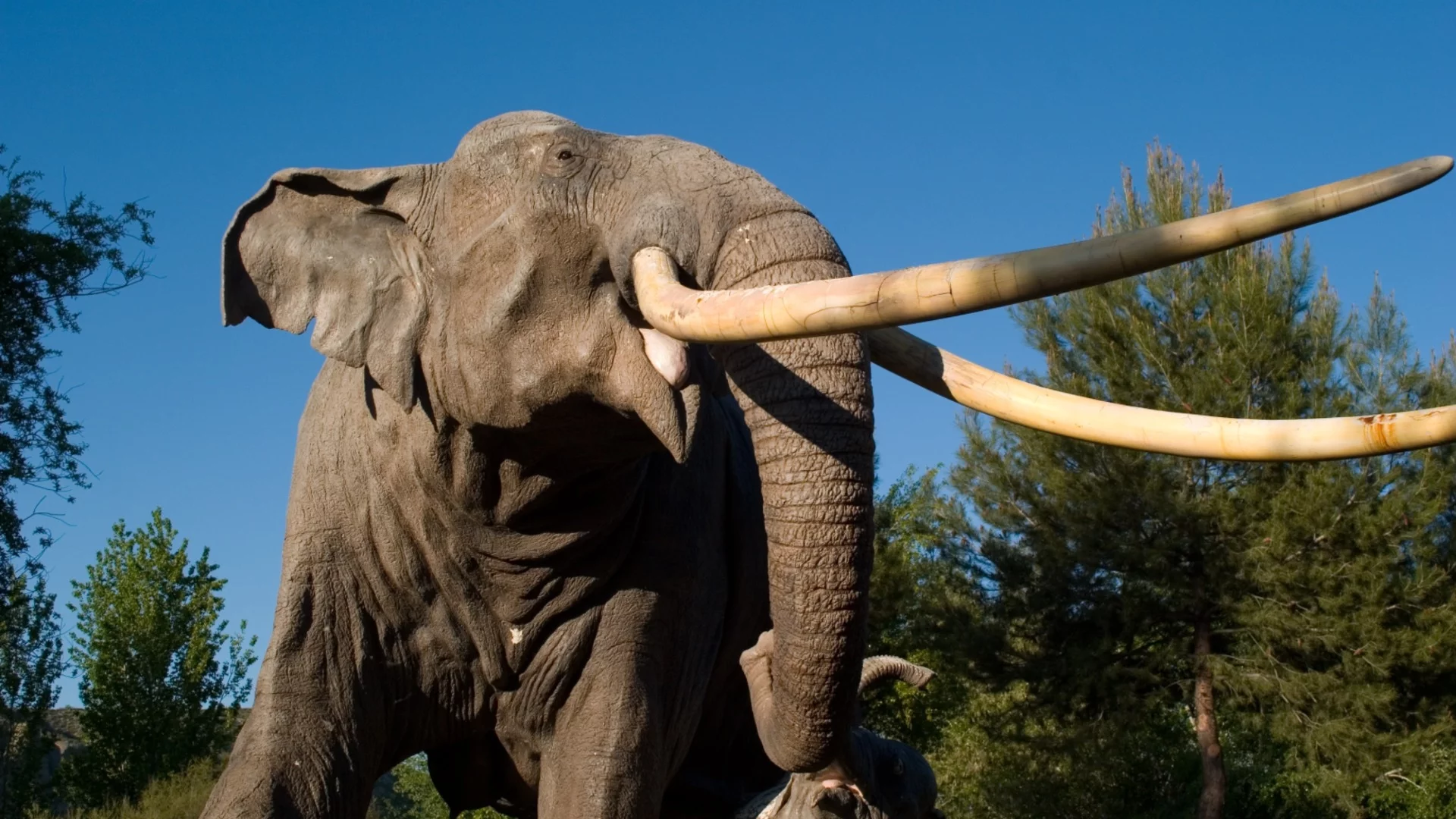 22 жертви на агресивен слон само за 10 дни (ВИДЕО)