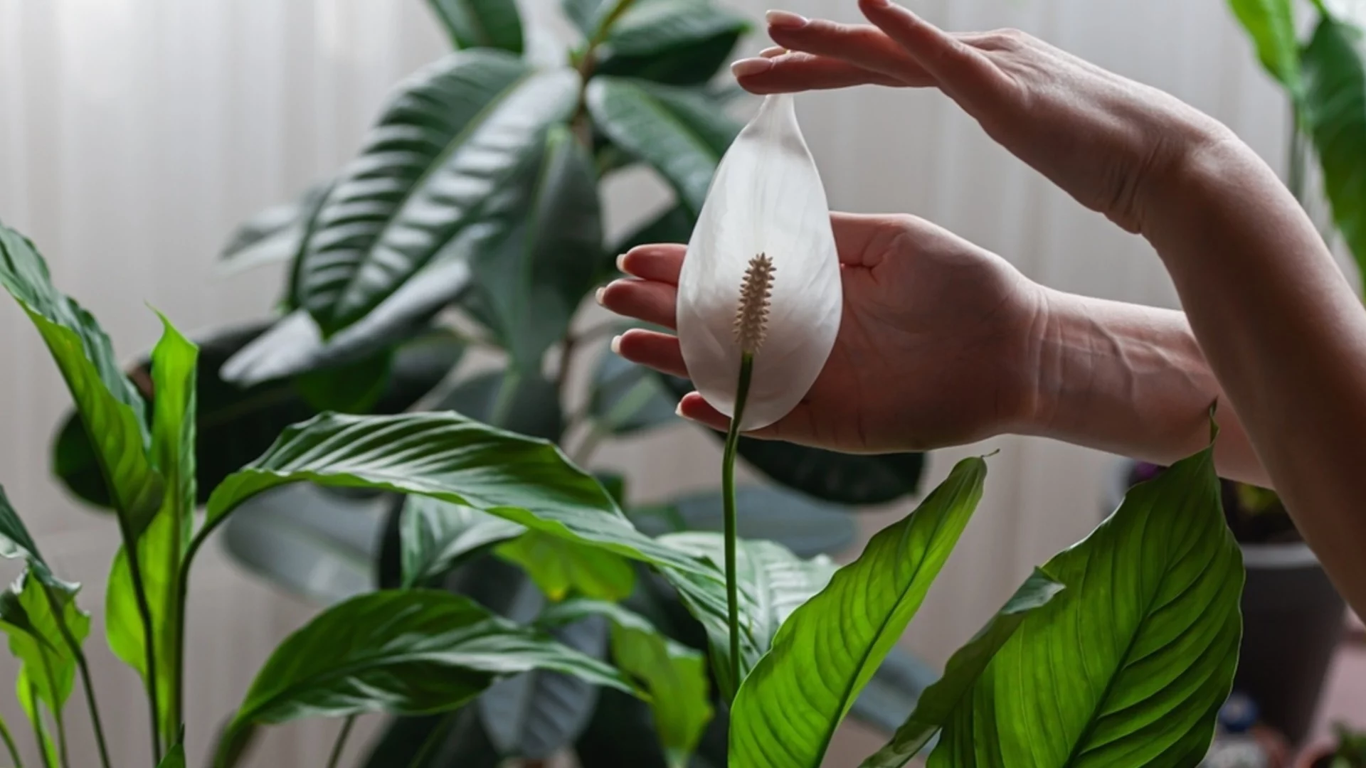 Според Фън Шуй: Къде да сложите саксията със спатифилума през 2026