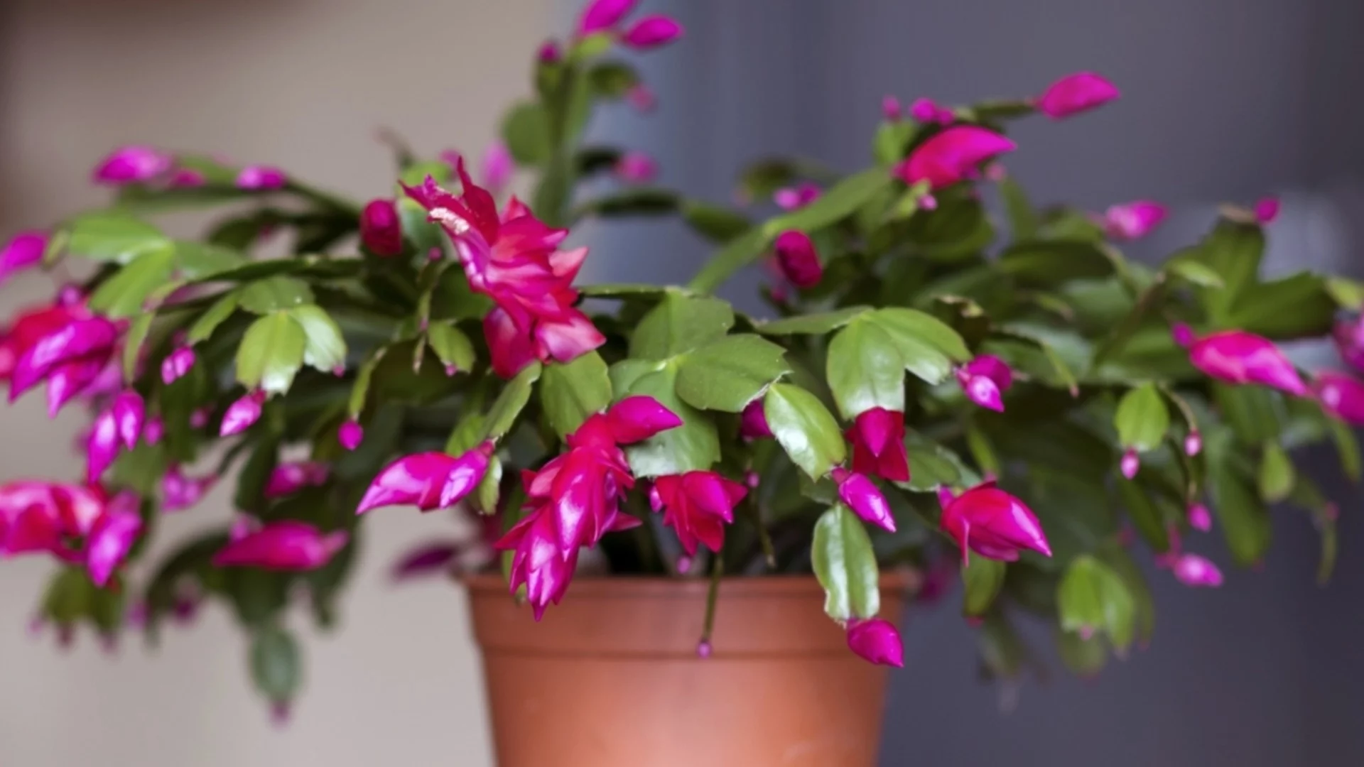 Коледен кактус: Как да го накарате да цъфти отново след Коледа?