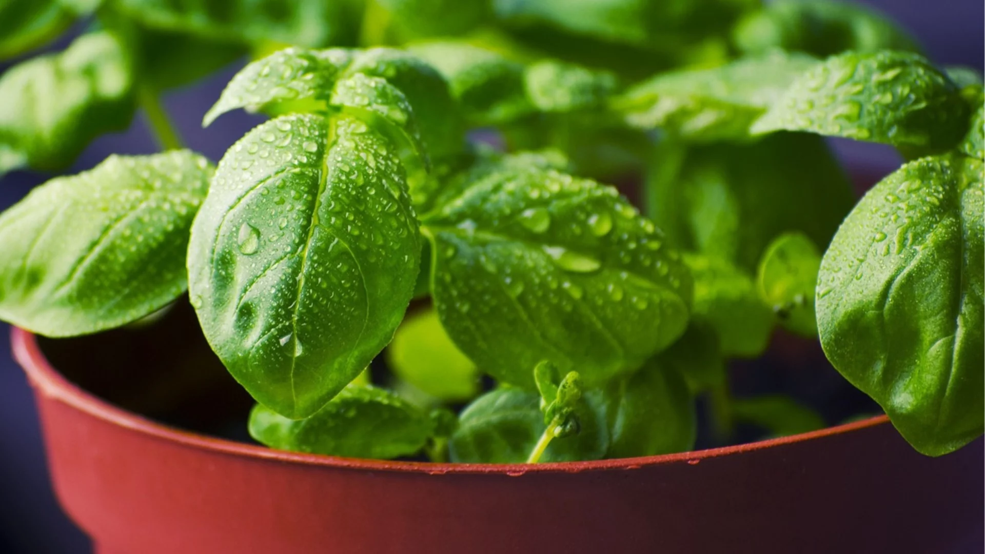 Засадете тази билка, за да привлечете късмет в дома си