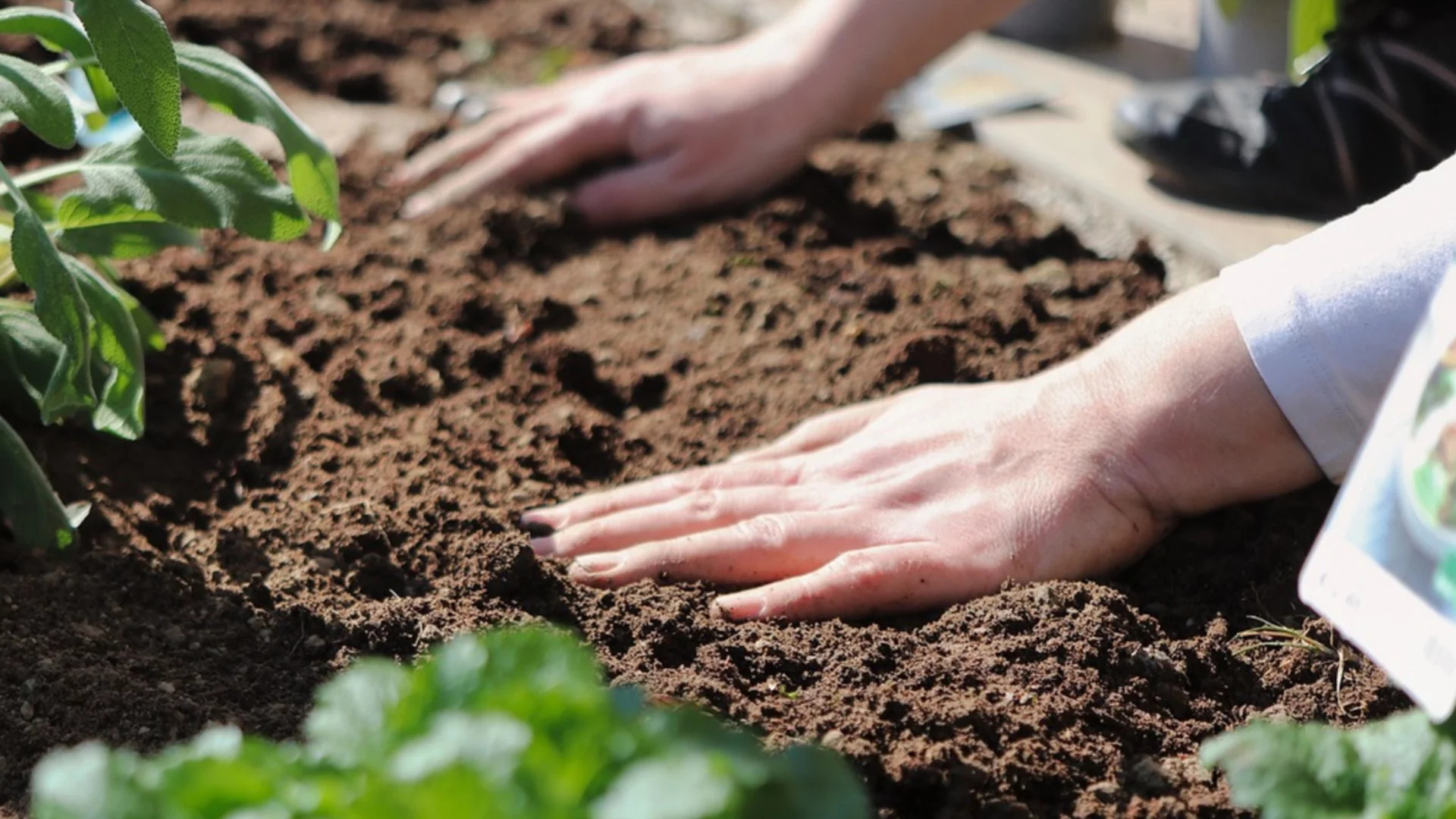 През януари: Поръсете почвата в градината с това за богата реколта през новия сезон