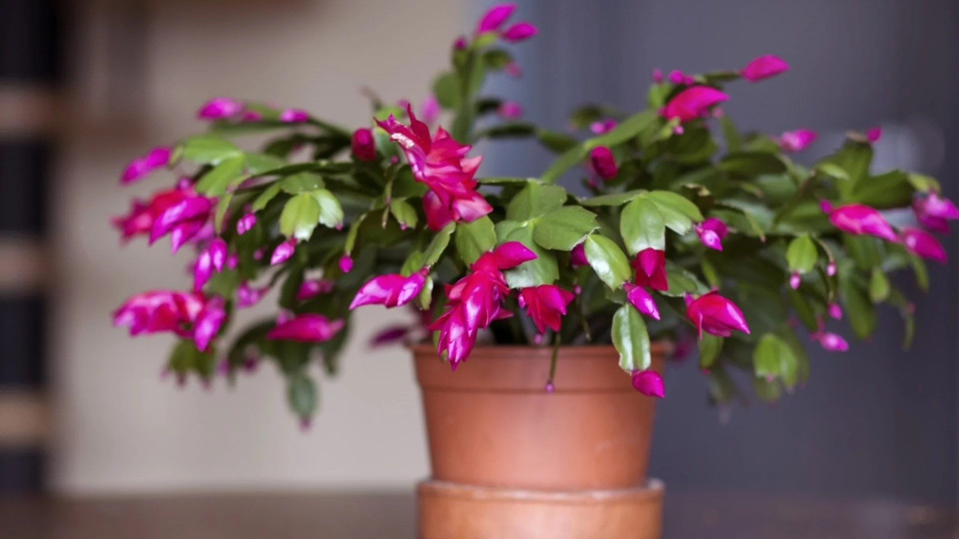 Как да удължите цъфтежа на коледния кактус след празниците