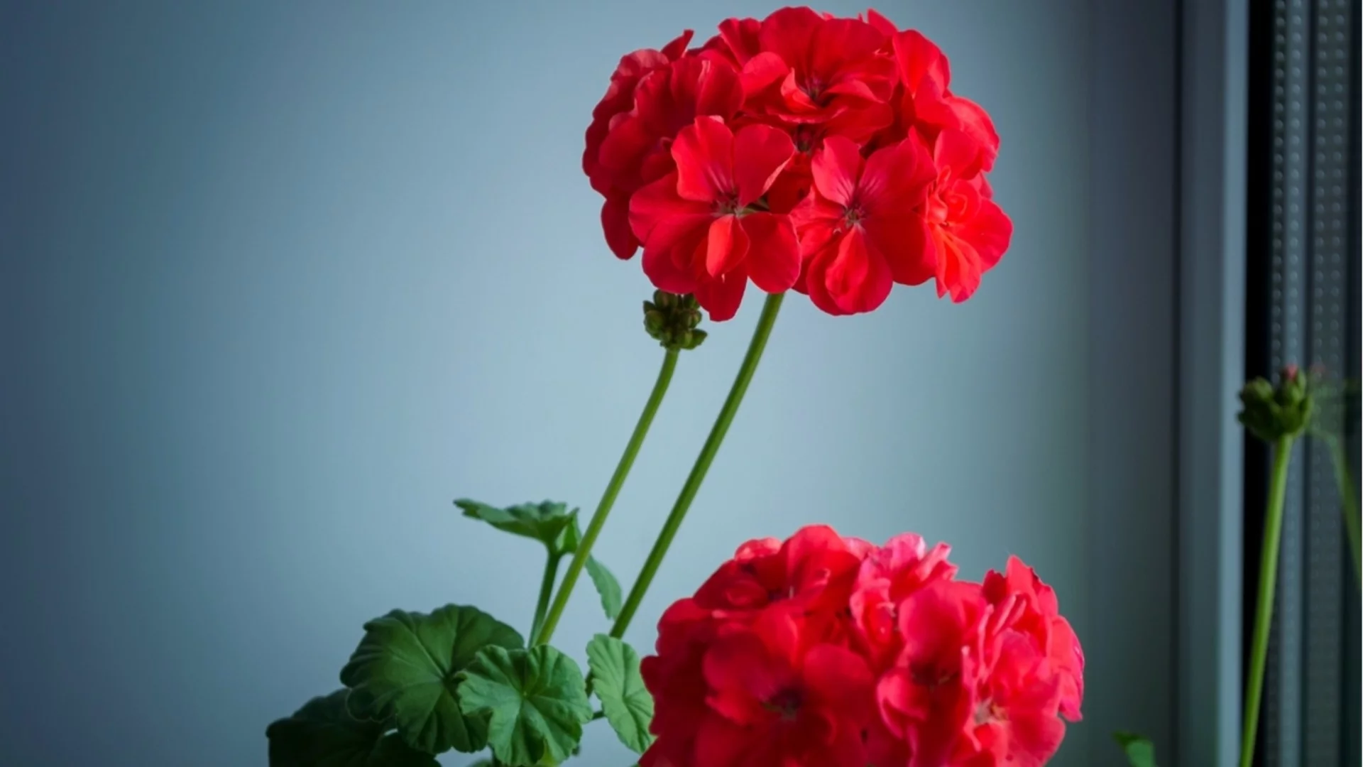 Трябва ли да подрязваме мушкатото по време на зимния сезон