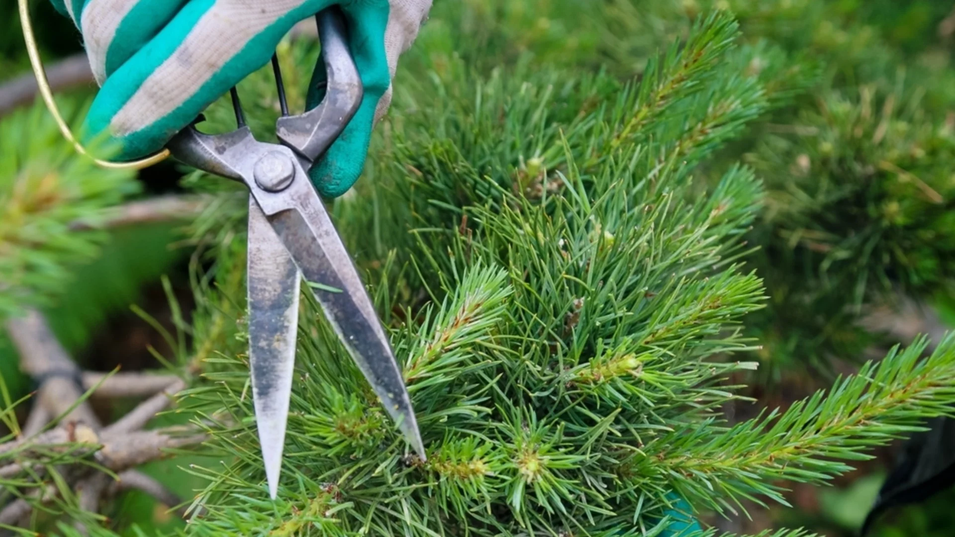 Най-доброто време от годината за подрязване на вечнозелено дърво 