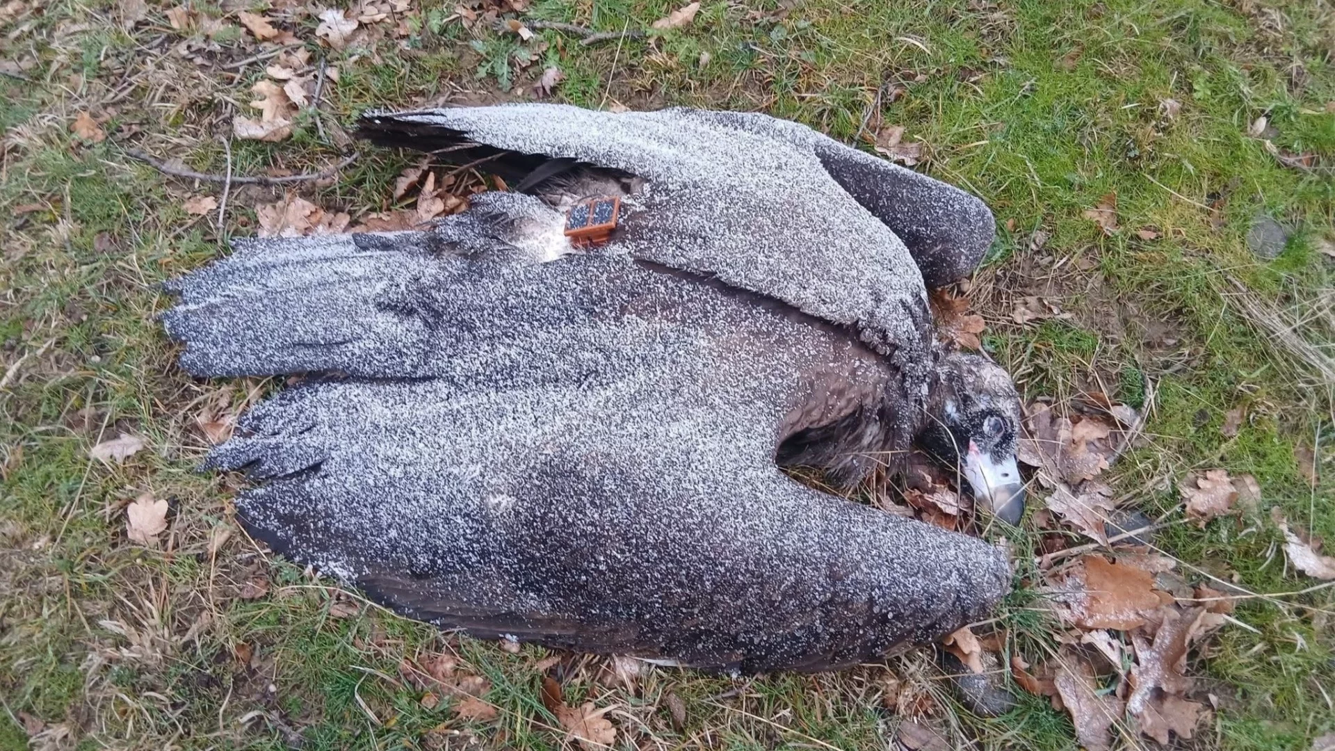 Втори път, същият сценарий: Кой отрови лешоядите край Котел? (ВИДЕО) 