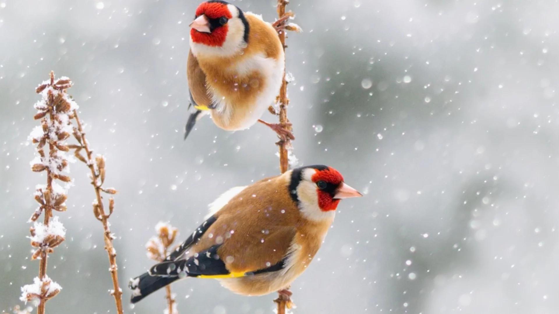 Народни гадания: 5 дни в края на януари, които предсказват кога ще дойде пролетта