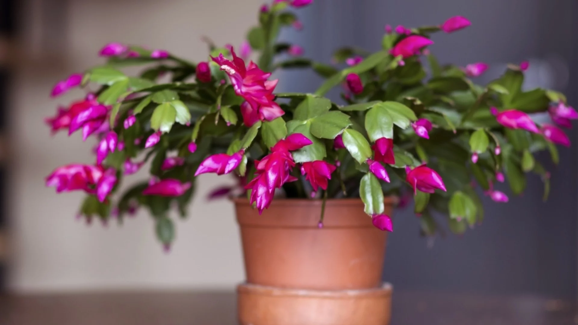 Как да удължите цъфтежа на коледния кактус след празниците