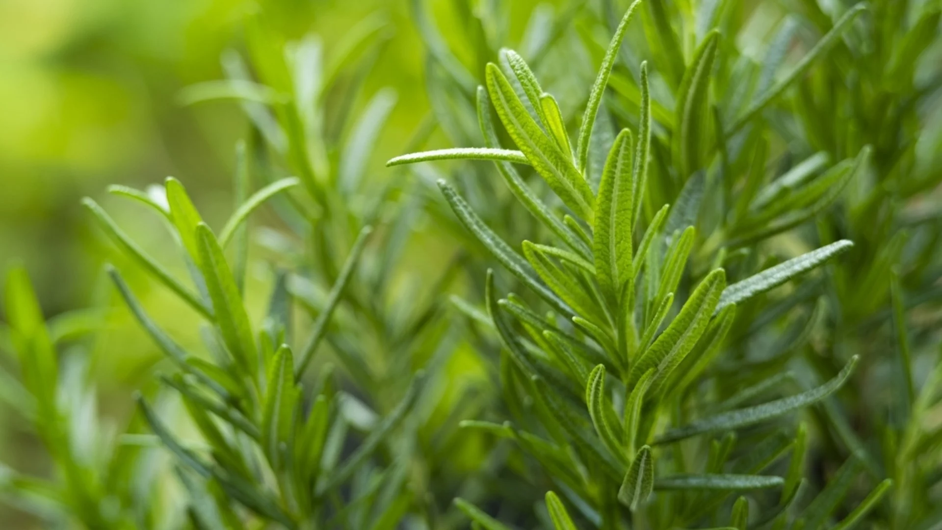 Напълнете градината си с опрашители, като засадите тези билки до розмарина си 