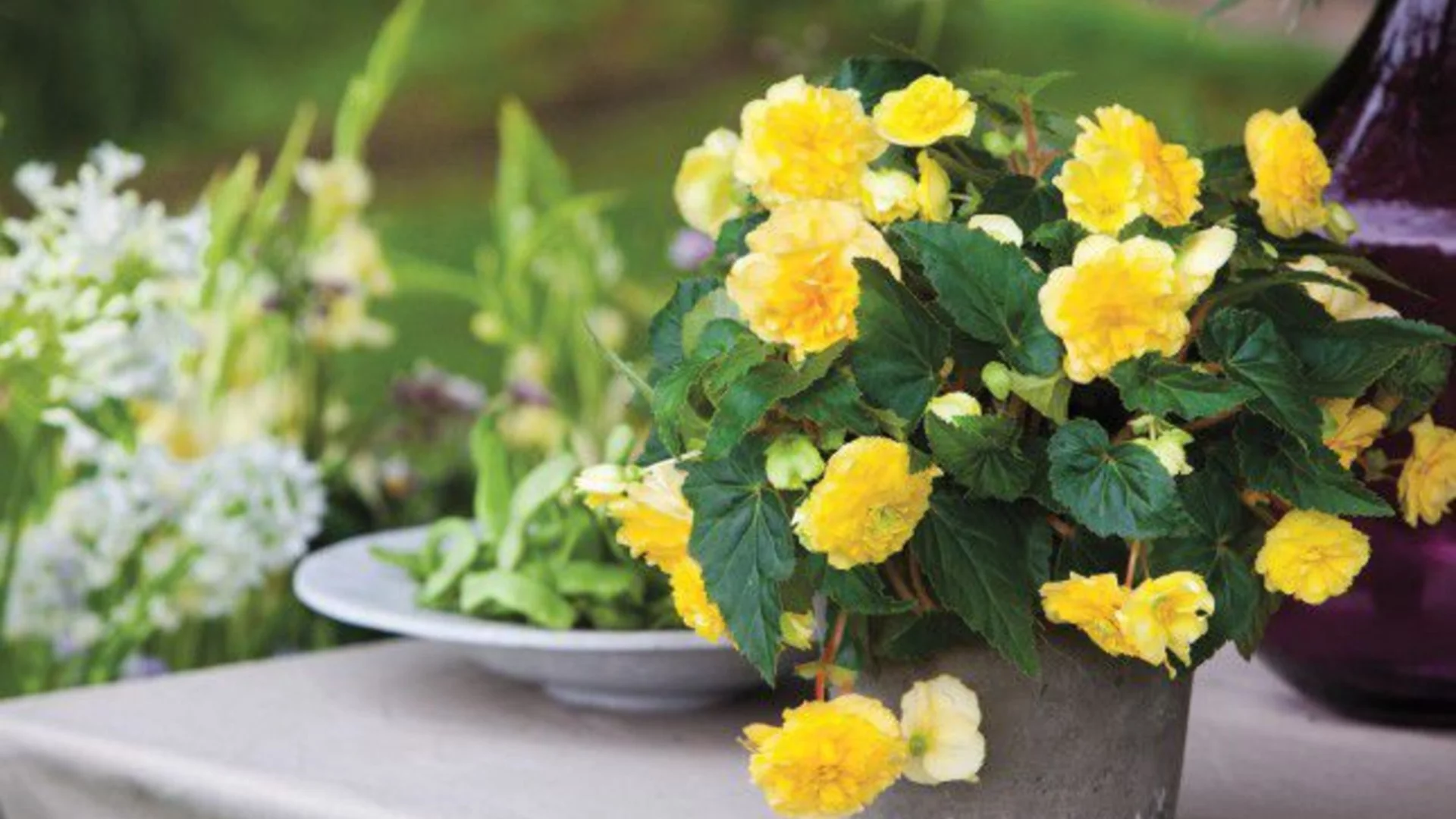 Бегония през зимата: как да я запазим жива до пролетта