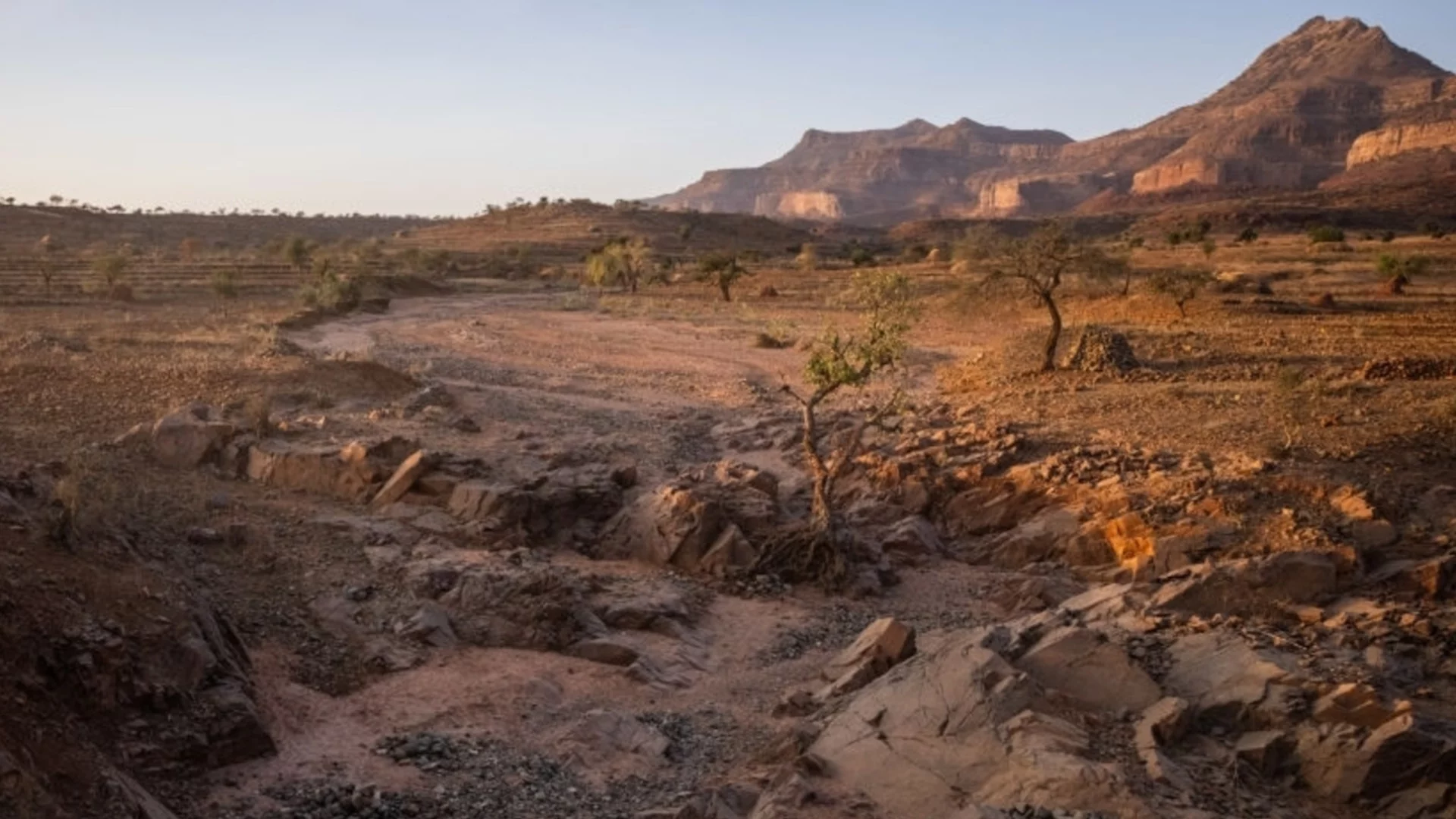 Колкото бучка захар: Откриха нов вид животно (СНИМКА)