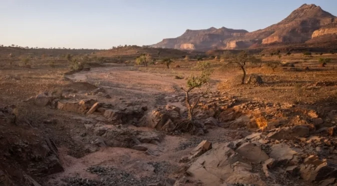 Колкото бучка захар: Откриха нов вид животно (СНИМКА)