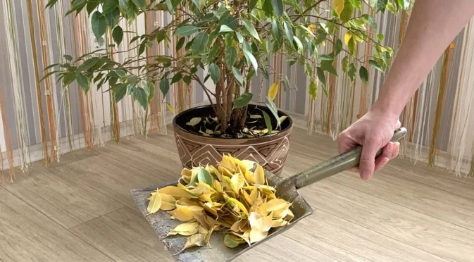 Какво трябва да направите, когато започнат да падат листата на растението