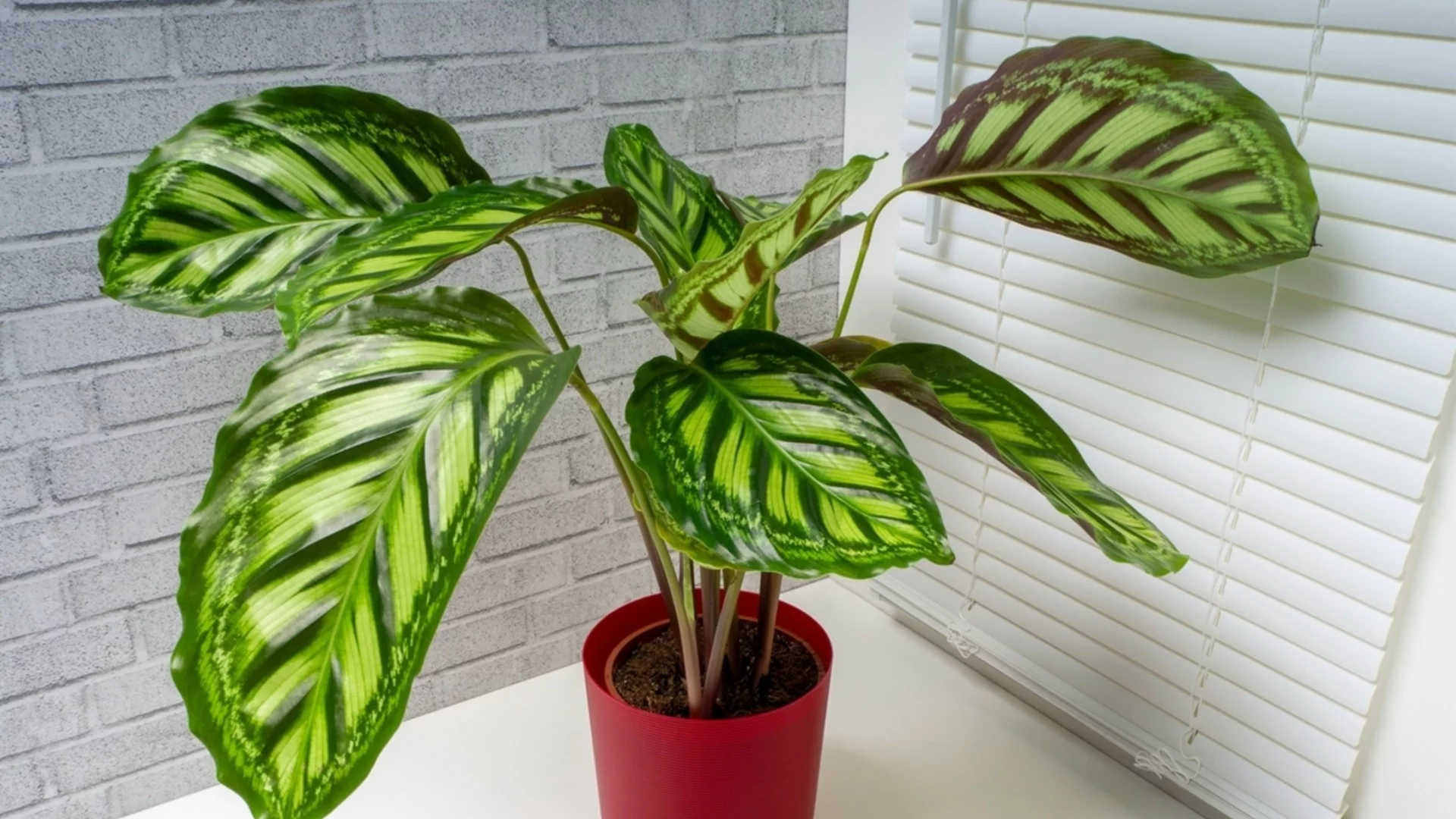 Уникалното тропическо стайно растение, което вирее в банята