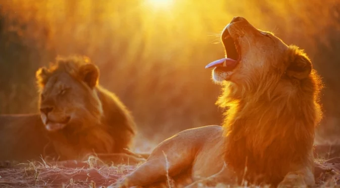 Хороскоп за днес, 26 януари: Понеделник гали Лъвовете по гривата, а на Водолеите им дърпа ушите