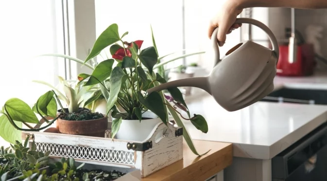 С каква вода трябва да поливате стайните растения