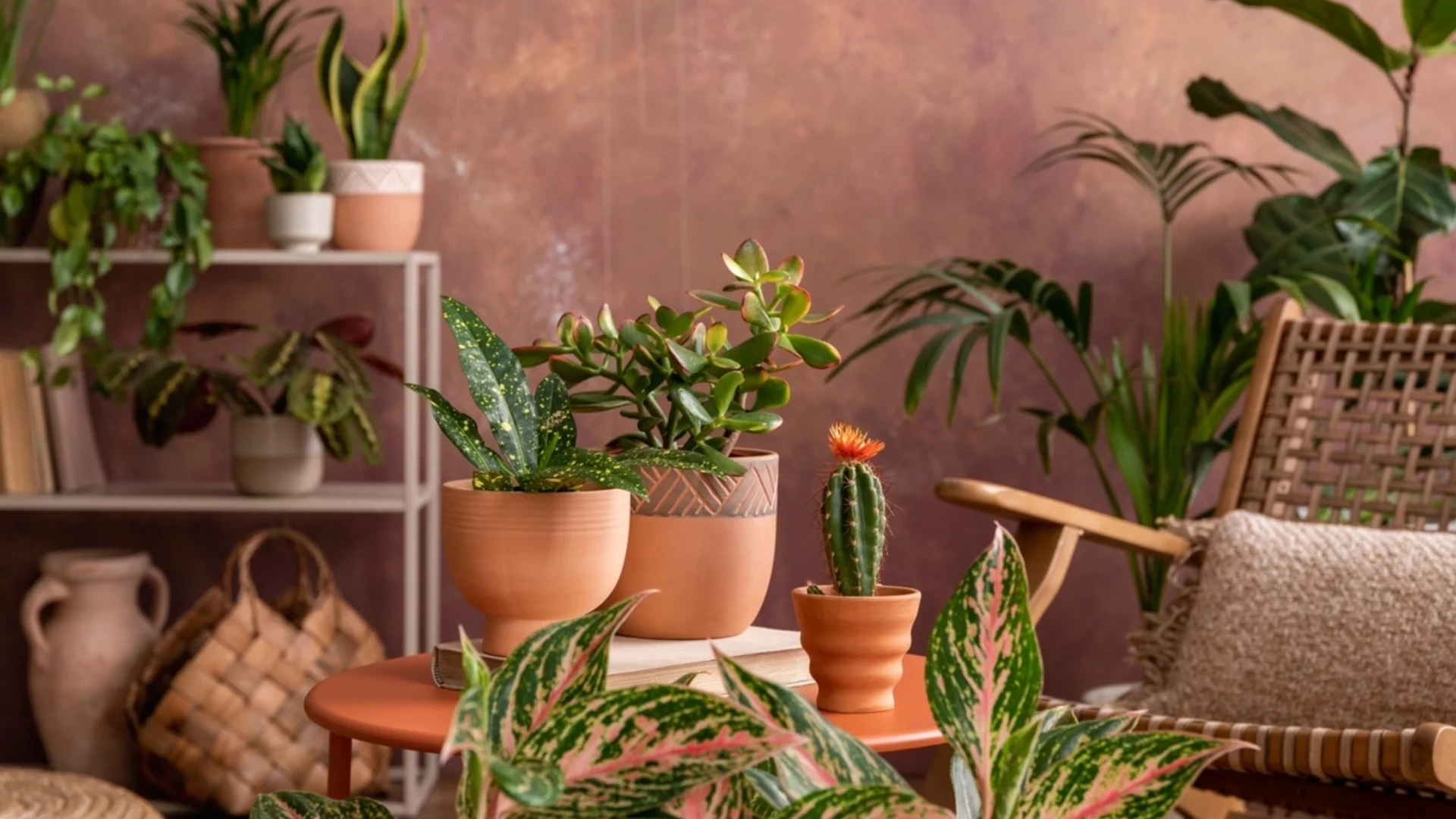 Как да предпазим стайните растения от нощните температурни спадове