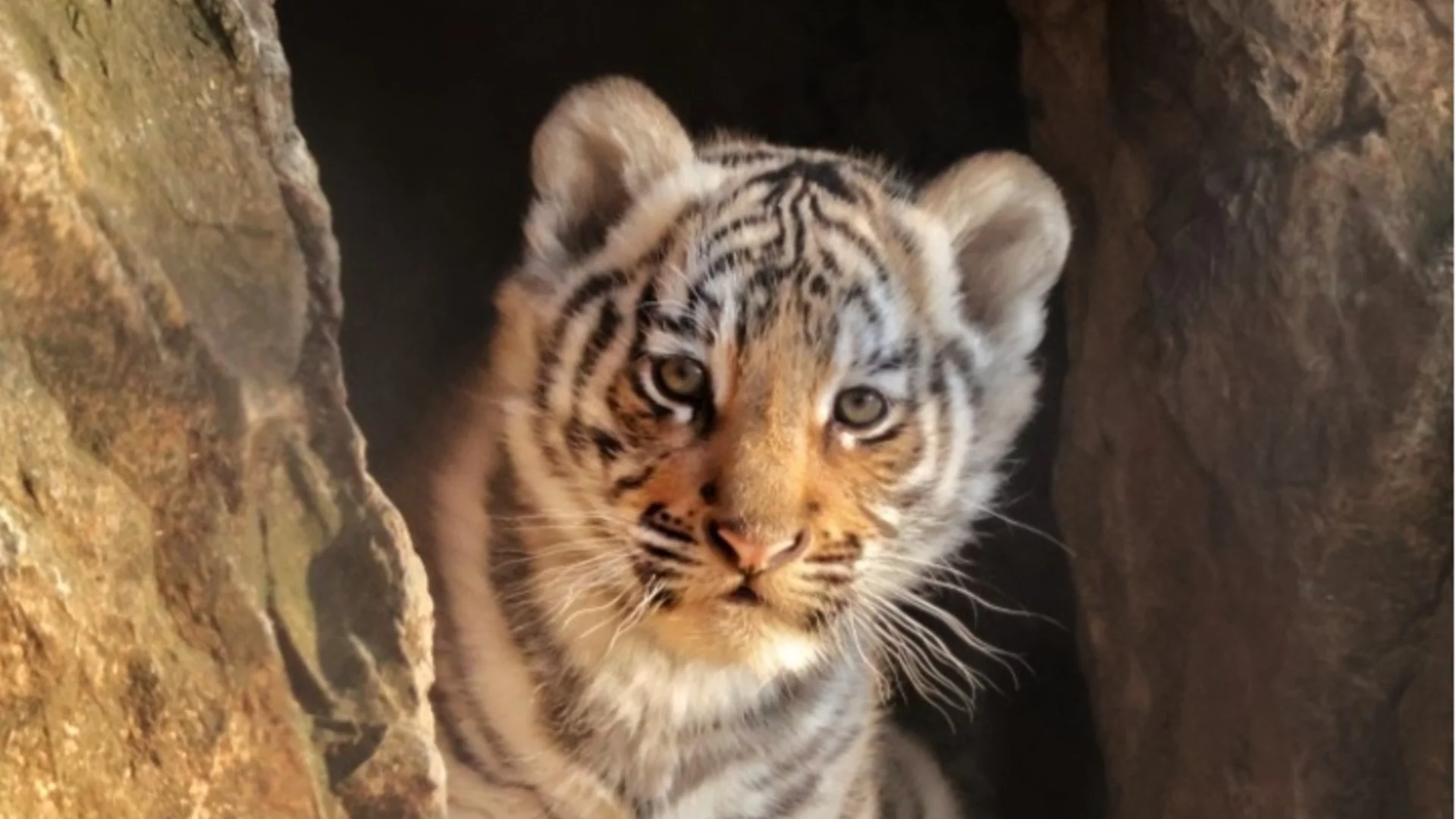 Старозагорци избраха име на малкото бенгалско тигърче