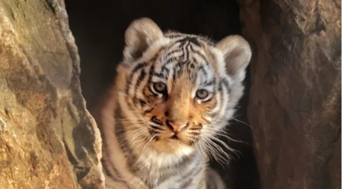 Старозагорци избраха име на малкото бенгалско тигърче