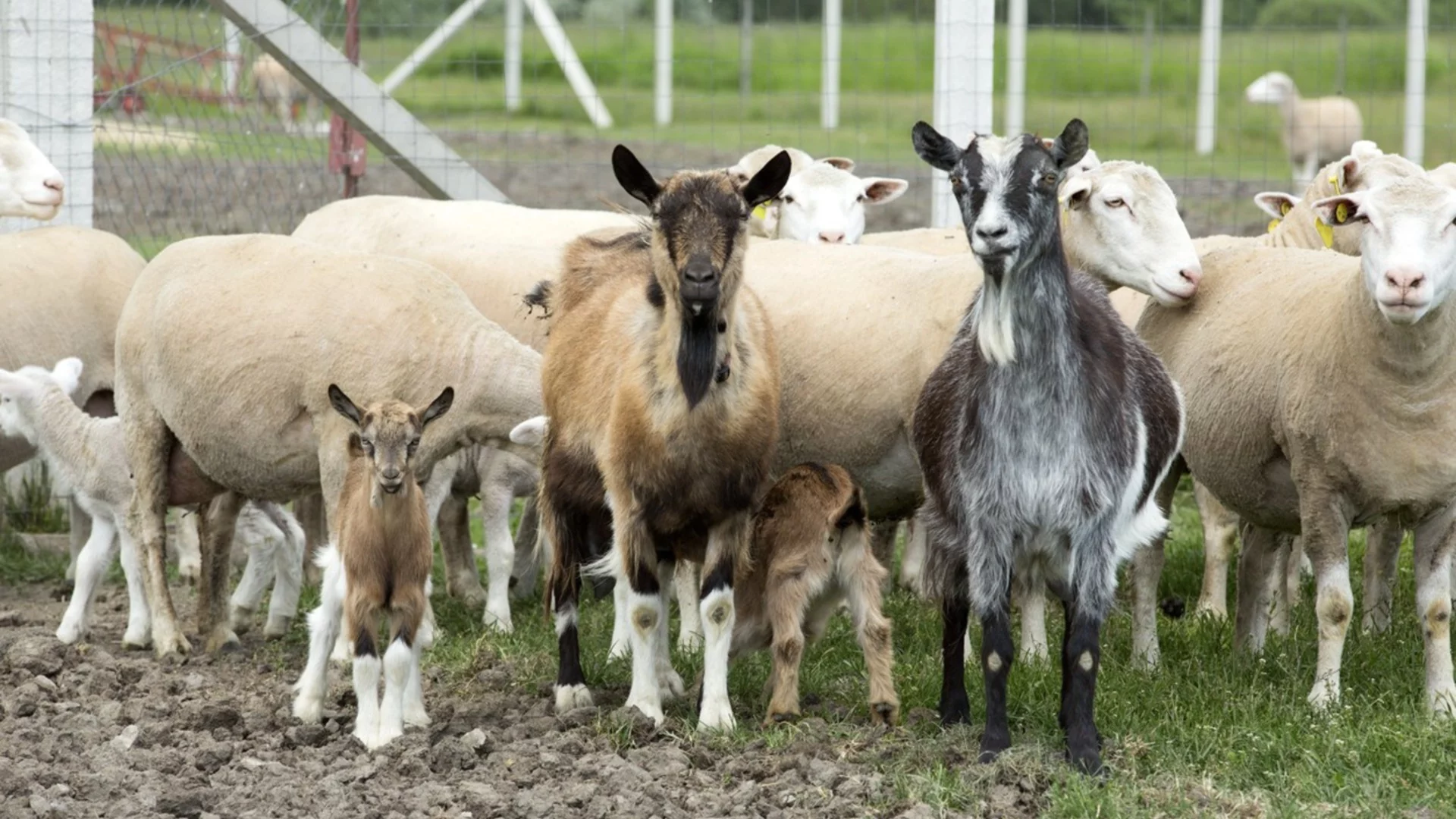 Заради шарка: Близо половин милион животни са умъртвени в Гърция